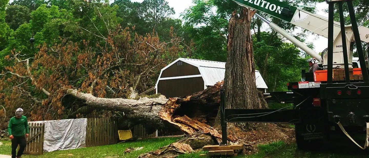 Emergency Tree Services Griffin GA