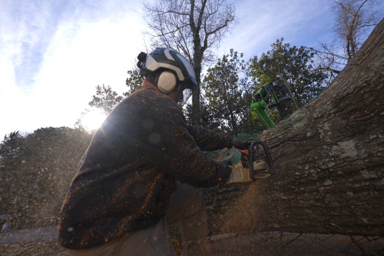 Emergency Tree Cutting Service Griffin GA
