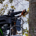 Tree Cutting & Removal Service Griffin GA