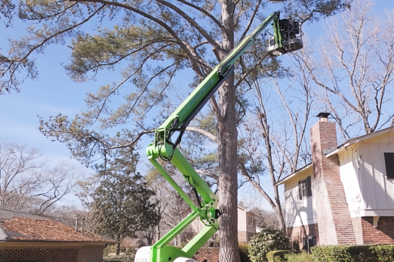 Tree Trimming Service Griffin GA