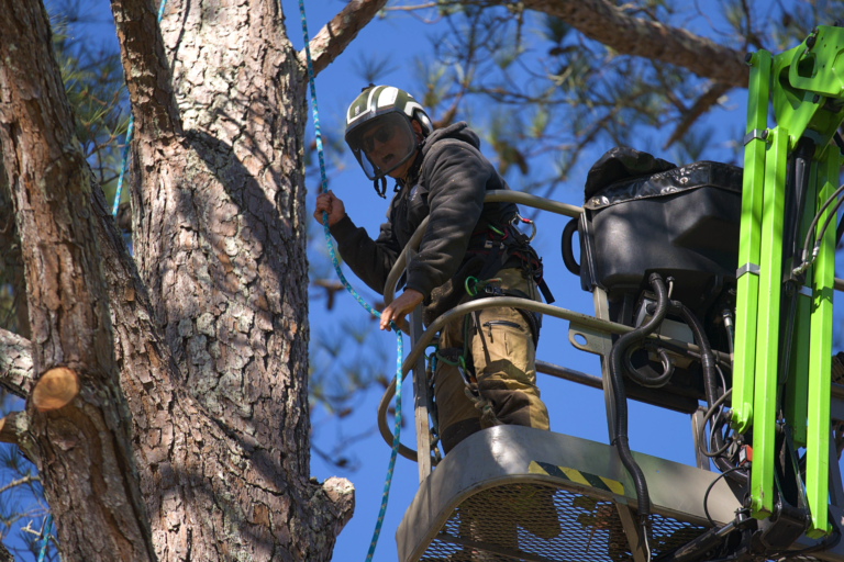 Tree Trimming And Removal Services
