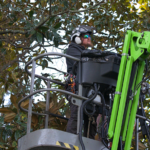 Tree Pruning Service Griffin GA