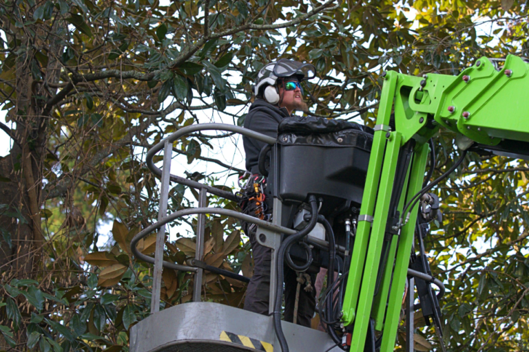 Tree Pruning Service Griffin GA