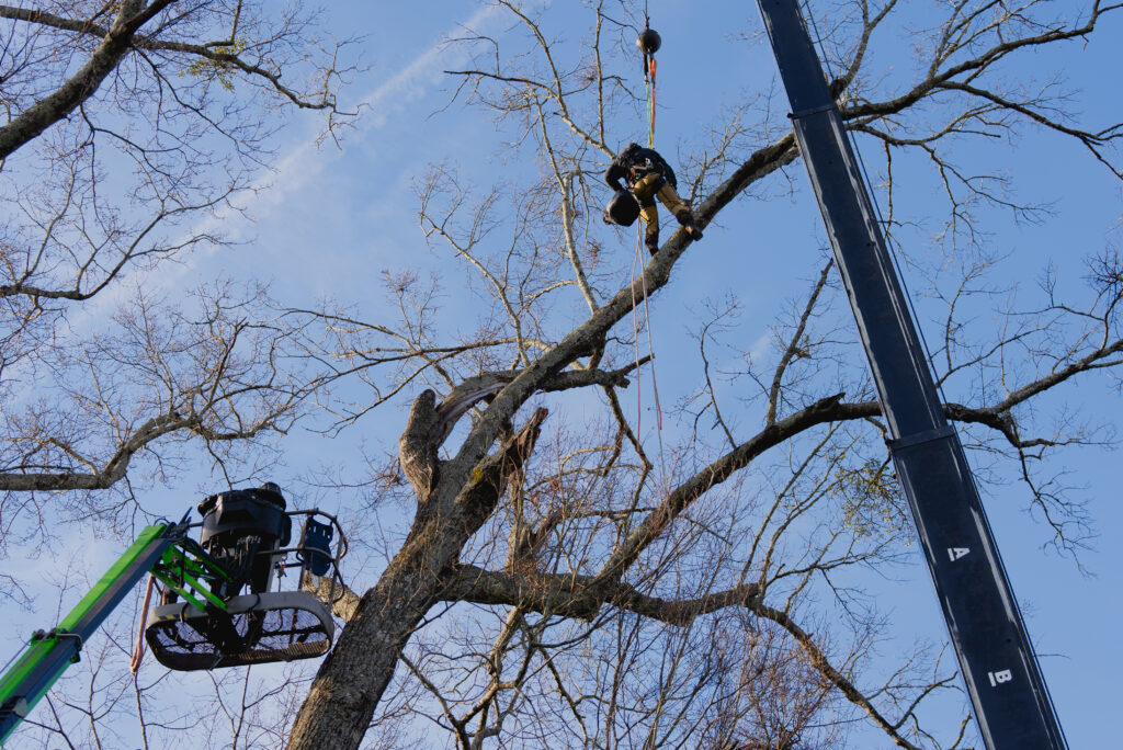 How To Choose The Right Tree Service Company