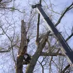 Tree Removal Service With Crane Griffin GA