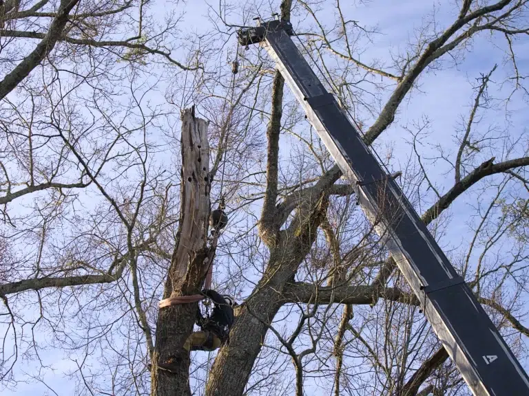 Tree Removal Service With Crane Griffin GA